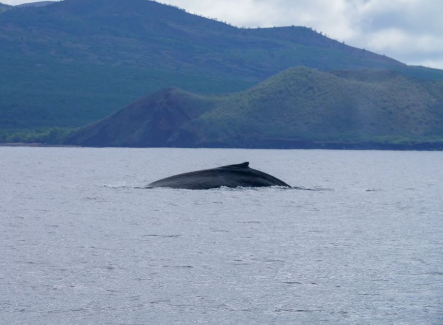 From Maalaea: Whale Watching Catamaran Cruise with Drinks - Hearing whale songs through underwater hydrophones