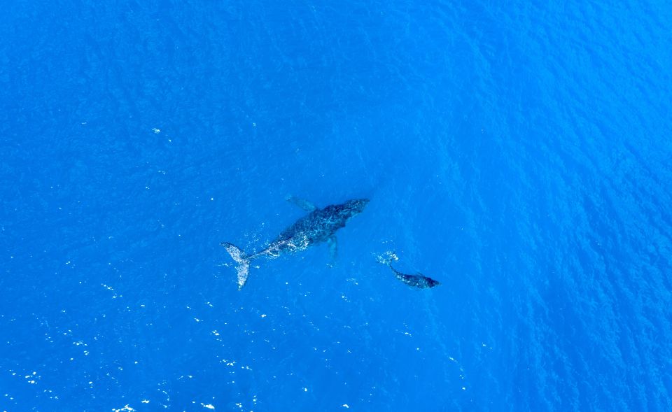 From Maalaea: Whale Watching Catamaran Cruise with Drinks - Views of West Maui, Molokai, and Lanai