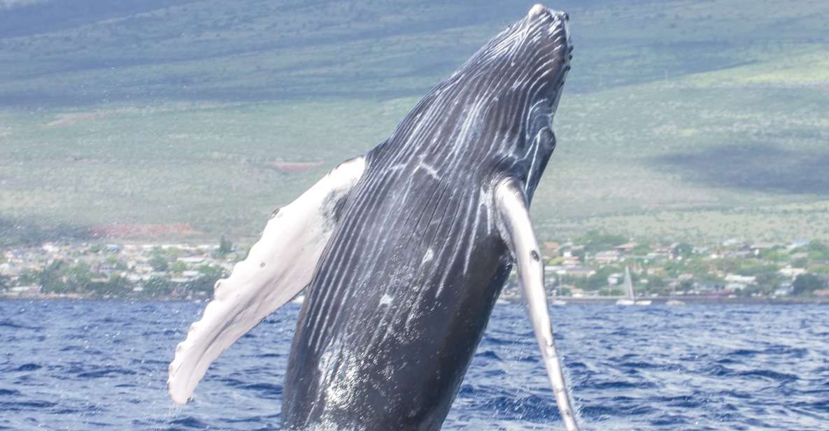 From Maalaea: Whale Watching Catamaran Cruise with Drinks - Is $69 a fair price for two hours?