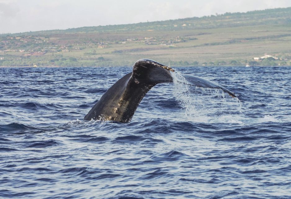 From Maalaea: Whale Watching Catamaran Cruise with Drinks - Who will enjoy this cruise most