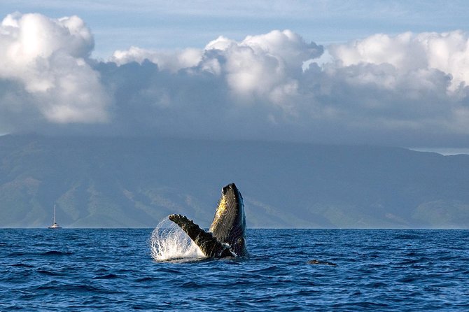 From Maalaea: Whale Watching Tour Aboard the Quicksilver - What the boat provides during the ride