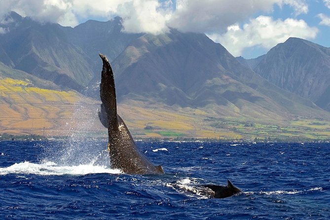 From Maalaea: Whale Watching Tour Aboard the Quicksilver - The good and bad of the viewing experience