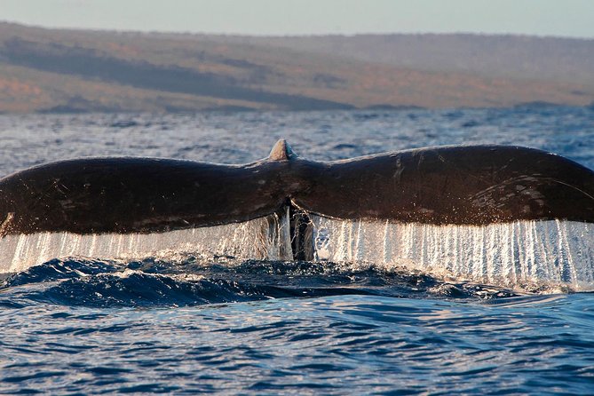 From Maalaea: Whale Watching Tour Aboard the Quicksilver - Who will enjoy the Quicksilver most?