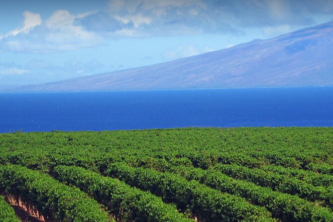 Fun & Affordable! West Maui Open-Air Sightseeing Tour! - Who will get the most from this tour?