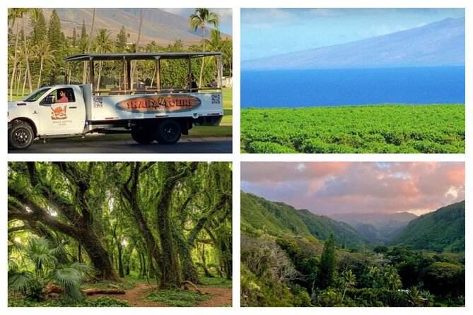 Fun! Open-Air Banyan Tree Forest & Blowhole Sight-Seeing MauiTour - Why this short West Maui ride works