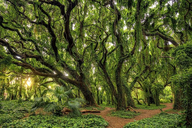 Fun! Open-Air Banyan Tree Forest & Blowhole Sight-Seeing MauiTour - Nakalele Blowhole and the power of the coast
