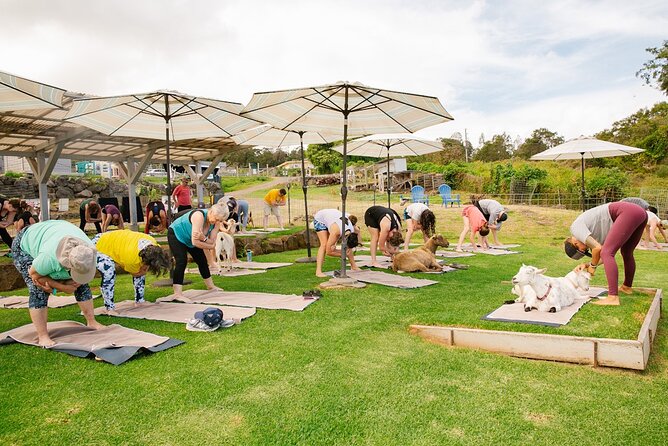 Goat Yoga with Miniature Goats In Maui - Meeting Kai and the Maui Goat Yoga Team