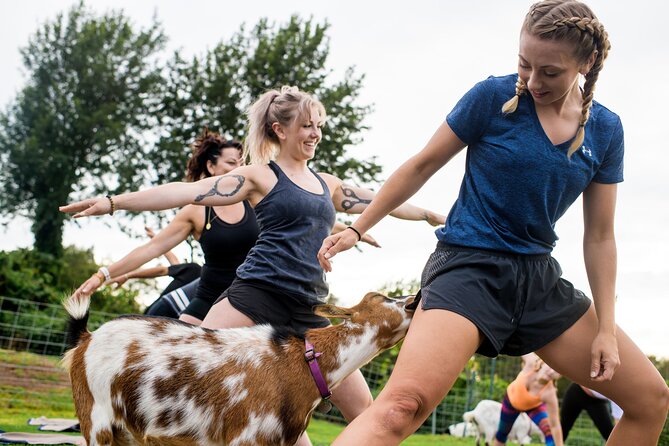 Goat Yoga with Miniature Goats In Maui - Who Will Enjoy This Most