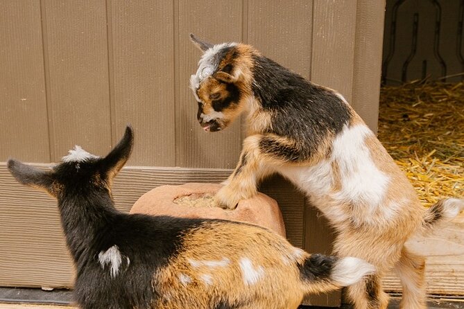 Goat Yoga with Miniature Goats In Maui - Practical Details to Know Before You Go