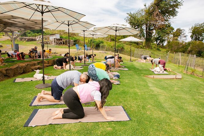 Goat Yoga with Miniature Goats In Maui - Why This Experience Feels More Than a Photo Opportunity