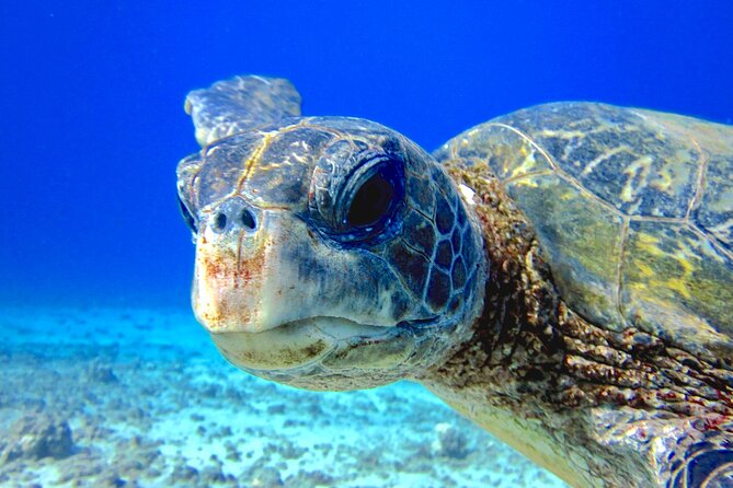 Guided Scuba Dive in Lahaina: Certified - Starting at Kahekili Beach Park in West Maui