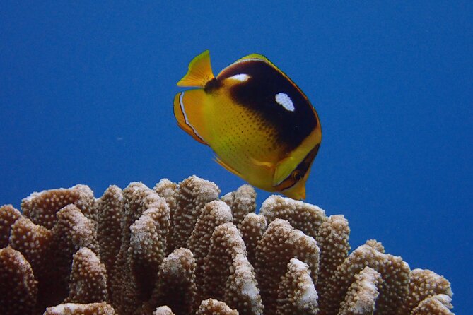 Guided Scuba Dive in Lahaina: Certified - What You May See Along the Kaanapali Coast