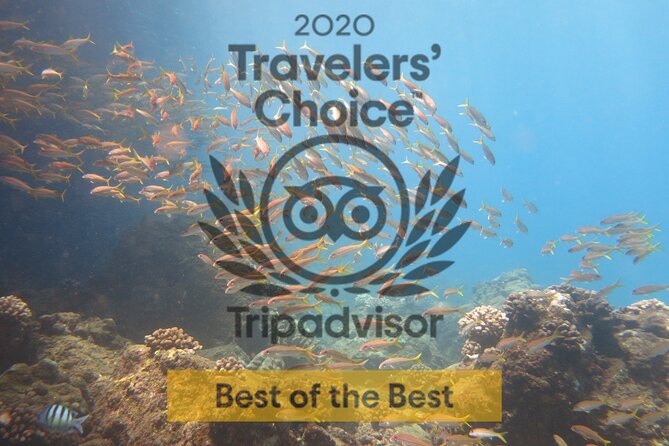 Guided Scuba Dive in Lahaina: Certified - Equipment Included, Effort Still Required