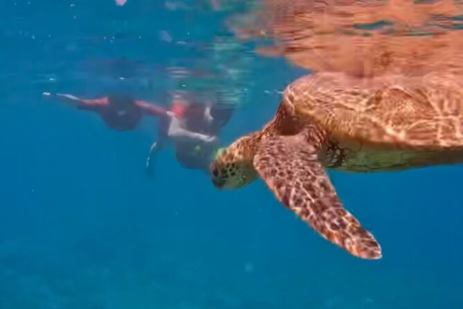 Guided Snorkeling for Beginners with Flotation Wetsuit - How the price compares with the experience