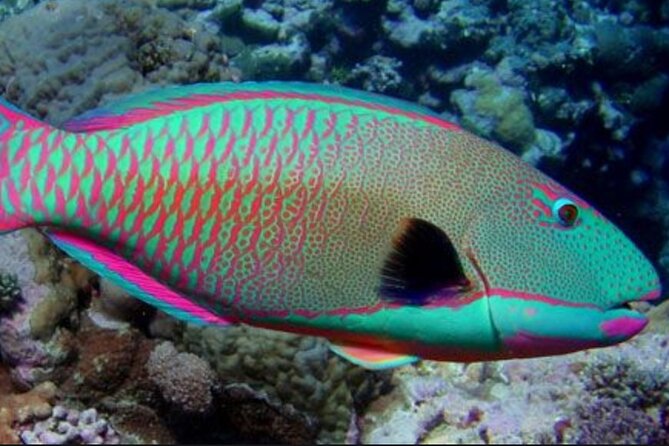 Guided Snorkeling for Beginners with Flotation Wetsuit - Who will get the most from this snorkeling lesson