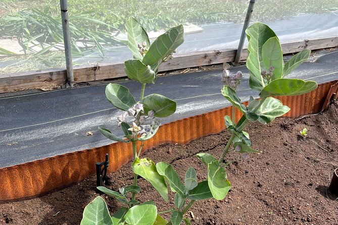 Haiku Butterfly Garden - 1st stop on the Road to Hana! - What guide Rich adds to the visit