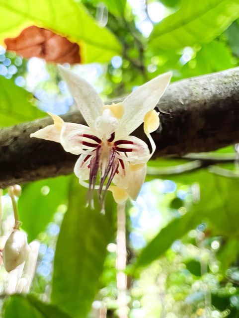 Haiku: Waterfall, Rainforest, and Handcrafted Chocolate Tour - A taste of Hana without the long road