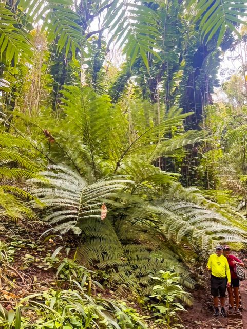 Haiku: Waterfall, Rainforest, and Handcrafted Chocolate Tour - Waterfall views without a hard hike