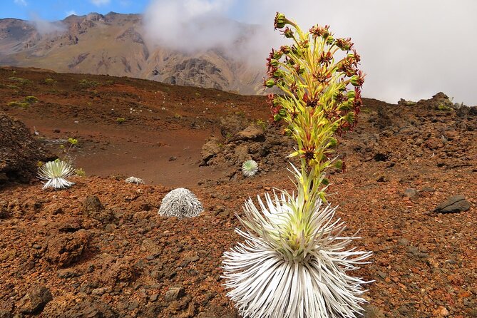 Haleakala Summit Best Self-Guided Bike Tour with Bike Maui - Who should book this Haleakala bike tour?