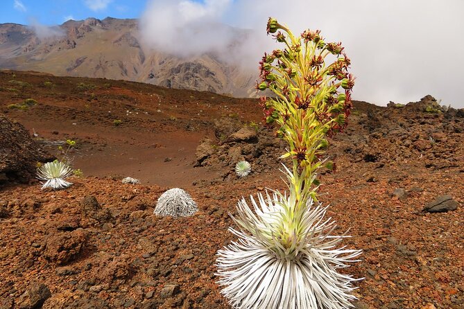 Haleakala Sunrise Best Self-Guided Bike Tour - What the $272.58 price covers