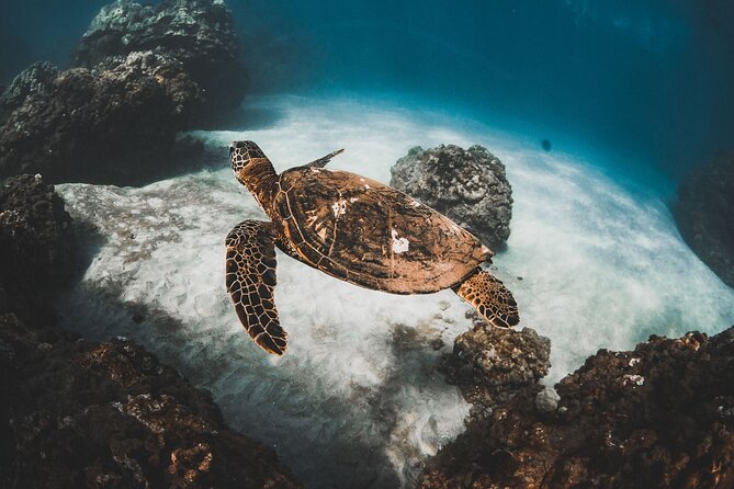 Half-Day Deluxe Molokini Snorkel Excursion in Maui - Leaving Maalaea Harbor at 7:00 am