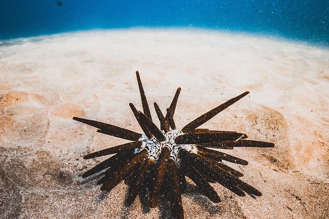 Half-Day Deluxe Molokini Snorkel Excursion in Maui - Turtle Town in Summer, Humpbacks in Winter