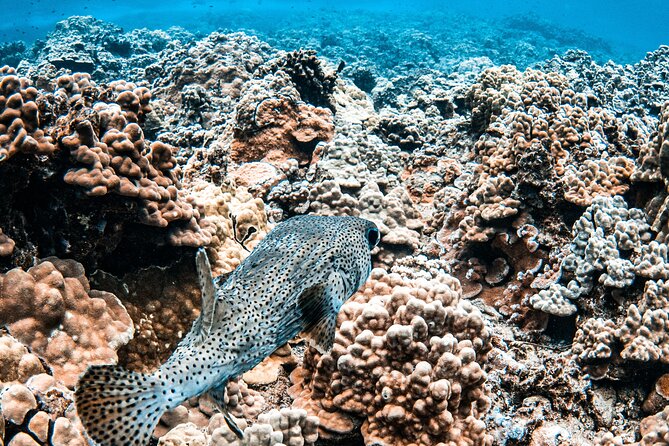 Half-Day Deluxe Molokini Snorkel Excursion in Maui - A Catamaran Designed for Comfort