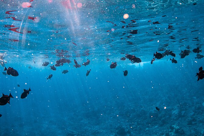 Half-Day Deluxe Molokini Snorkel Excursion in Maui - Practical Details Before You Reserve