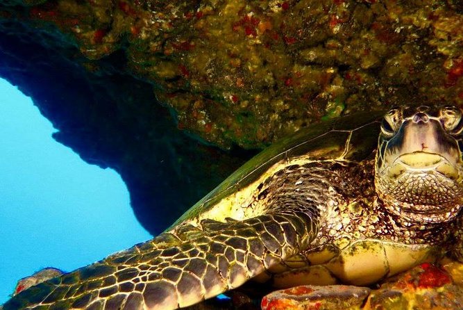 Half Day Snorkel to Lanai from Kaanapali Beach + Dolphin Search - First Lanai snorkel stop: clear water and healthy reef life