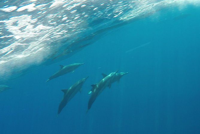Half Day Snorkel to Lanai from Kaanapali Beach + Dolphin Search - What the food and service are really worth