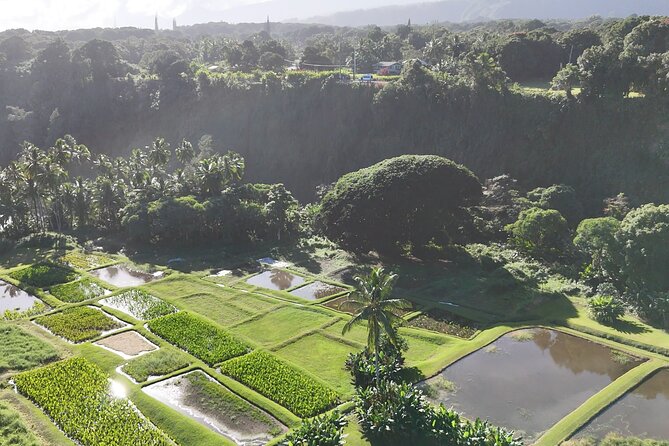Halfway Road to Hana - Small Group — Taste of Hana & Waterfalls - Rainbow eucalyptus and the rainforest