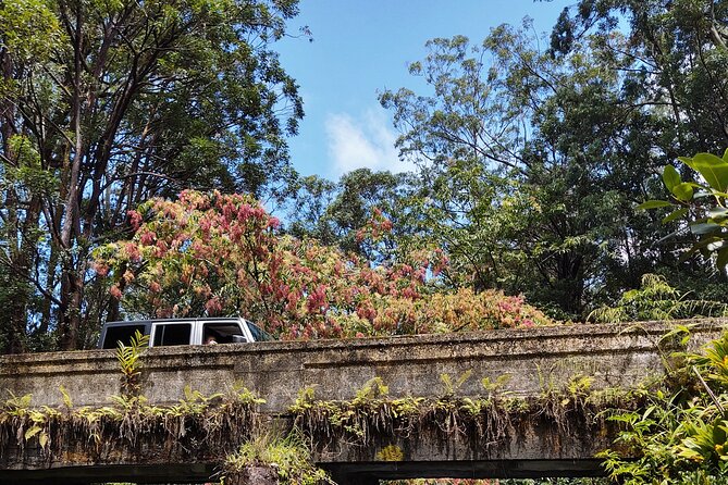 Halfway to Hana Tour of Maui Black Sand Beach Waterfalls Turtles - Ke‘anae Arboretum and the wet rainforest