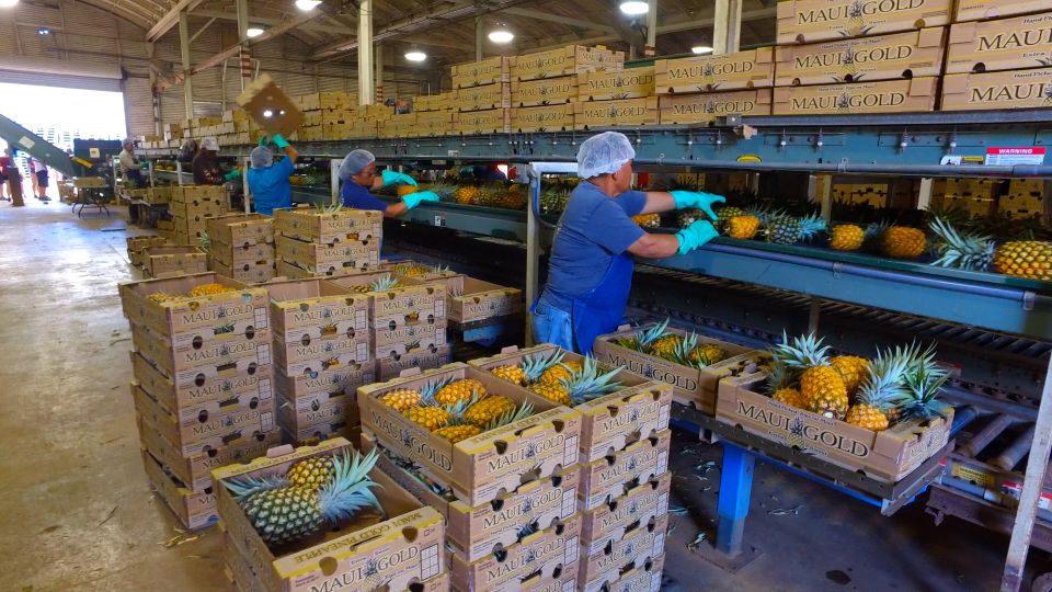 Hali'imaile: Pineapple Farm Tour - Key points at a glance
