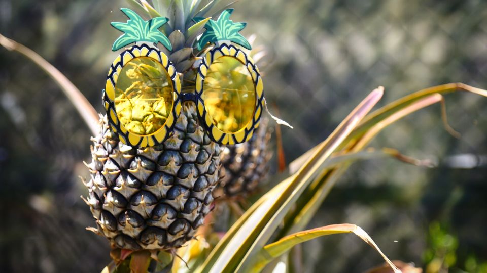 Hali'imaile: Pineapple Farm Tour - Why a pineapple farm belongs on your Maui plans