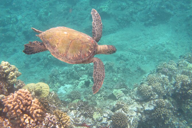 Hawaiian Canoe Sailing Experience in Maui - The important tradeoff: canoe versus motorboat