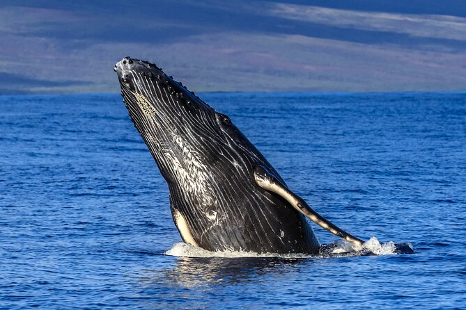 HIGH QUALITY Whale Watch Adventure Aboard Luxury Super Raft - Maalaea Harbor: a practical starting point