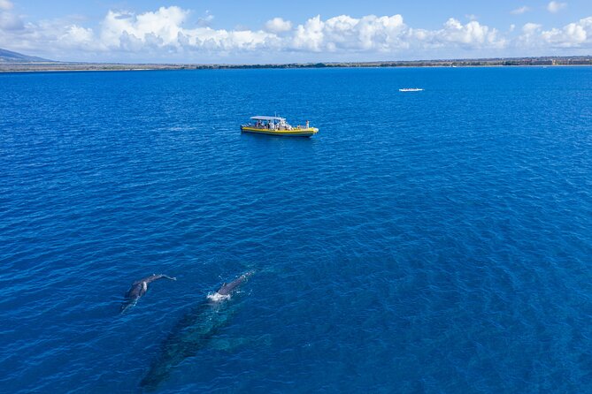 HIGH QUALITY Whale Watch Adventure Aboard Luxury Super Raft - Comfort, drinks, and the real ride