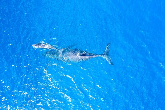 HIGH QUALITY Whale Watch Adventure Aboard Luxury Super Raft - Is $95 a fair price?
