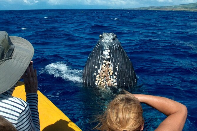HIGH QUALITY Whale Watch Adventure Aboard Luxury Super Raft - The Maui Ocean Center stop and what it means