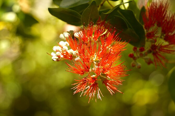 Hike Honolua Ridgeline - Lookouts over Maui’s valleys