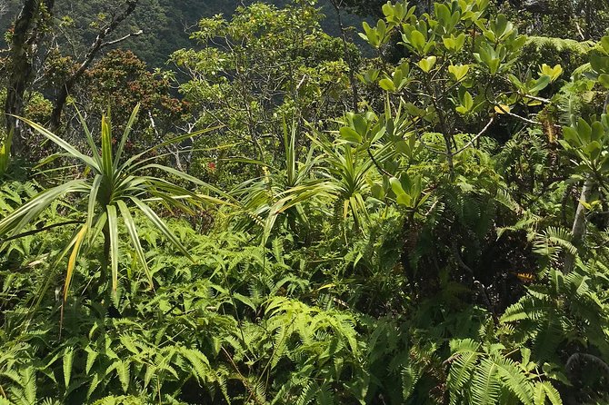 Hike Honolua Ridgeline - What the small group adds