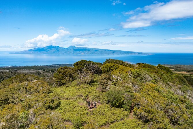 Hike Honolua Ridgeline - Under the forest canopy