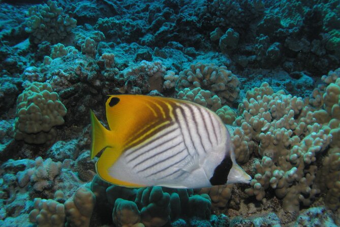 Intro/Refresher Dive Swim Ability Required - Underwater with an instructor, not on your own