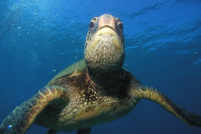 Intro/Refresher Dive Swim Ability Required - Why the guide matters so much for beginners