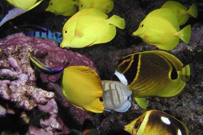 Intro/Refresher Dive Swim Ability Required - What the $239 price really covers