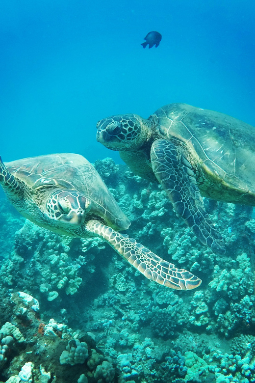 Ka'anapali Beach: Coral Reef Snorkel and Turtle Spotting - What makes this short snorkel trip worth your morning