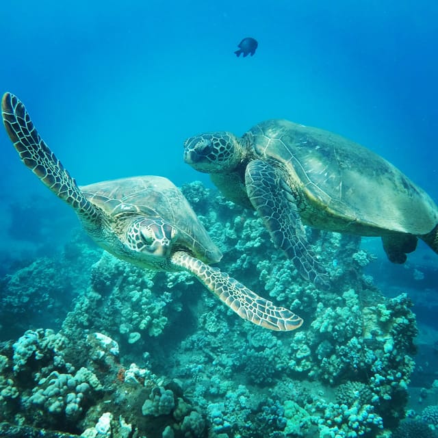 Ka'anapali Beach: Coral Reef Snorkel and Turtle Spotting - Practical tips for a smoother morning