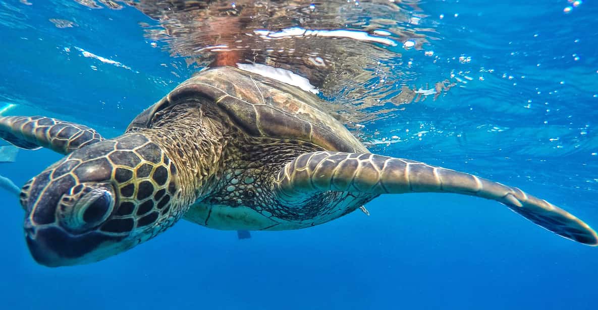 Ka'anapali Beach: Coral Reef Snorkel and Turtle Spotting - About two hours of water time, not an all-day commitment