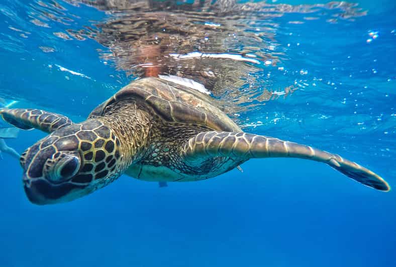 Ka'anapali Beach: Coral Reef Snorkel and Turtle Spotting - The beach-loading catamaran changes the feel of the trip
