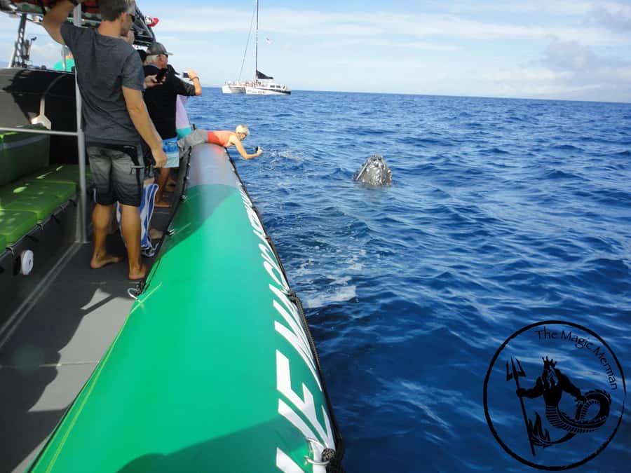 Ka'anapali: Whale Watching Boat Tour - Why the Magic Merman makes sense for whale watching